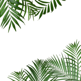 Frame made of beautiful lush tropical leaves on white background. Space for text