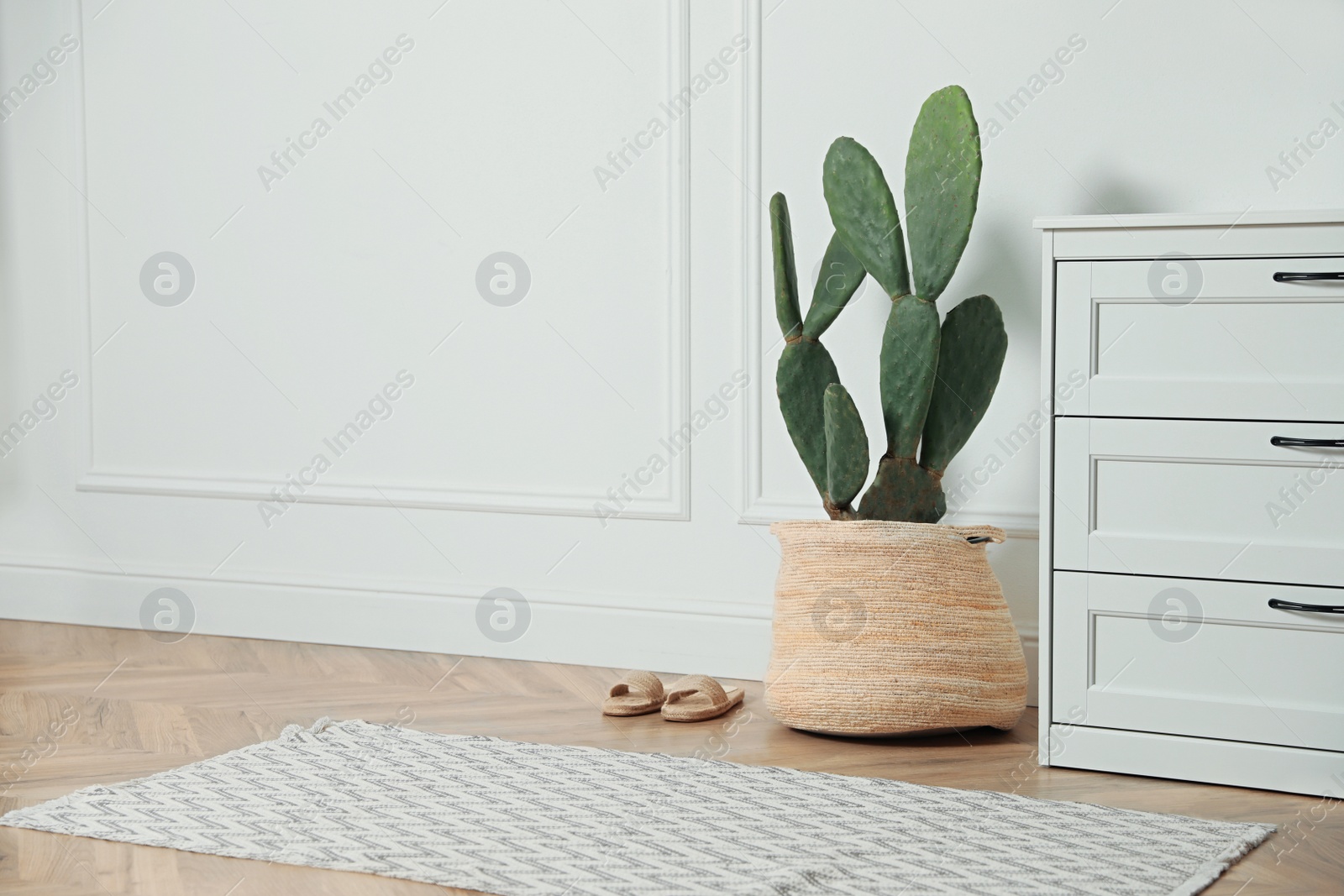 Photo of Stylish room interior with beautiful potted cactus and chest of drawers, space for text