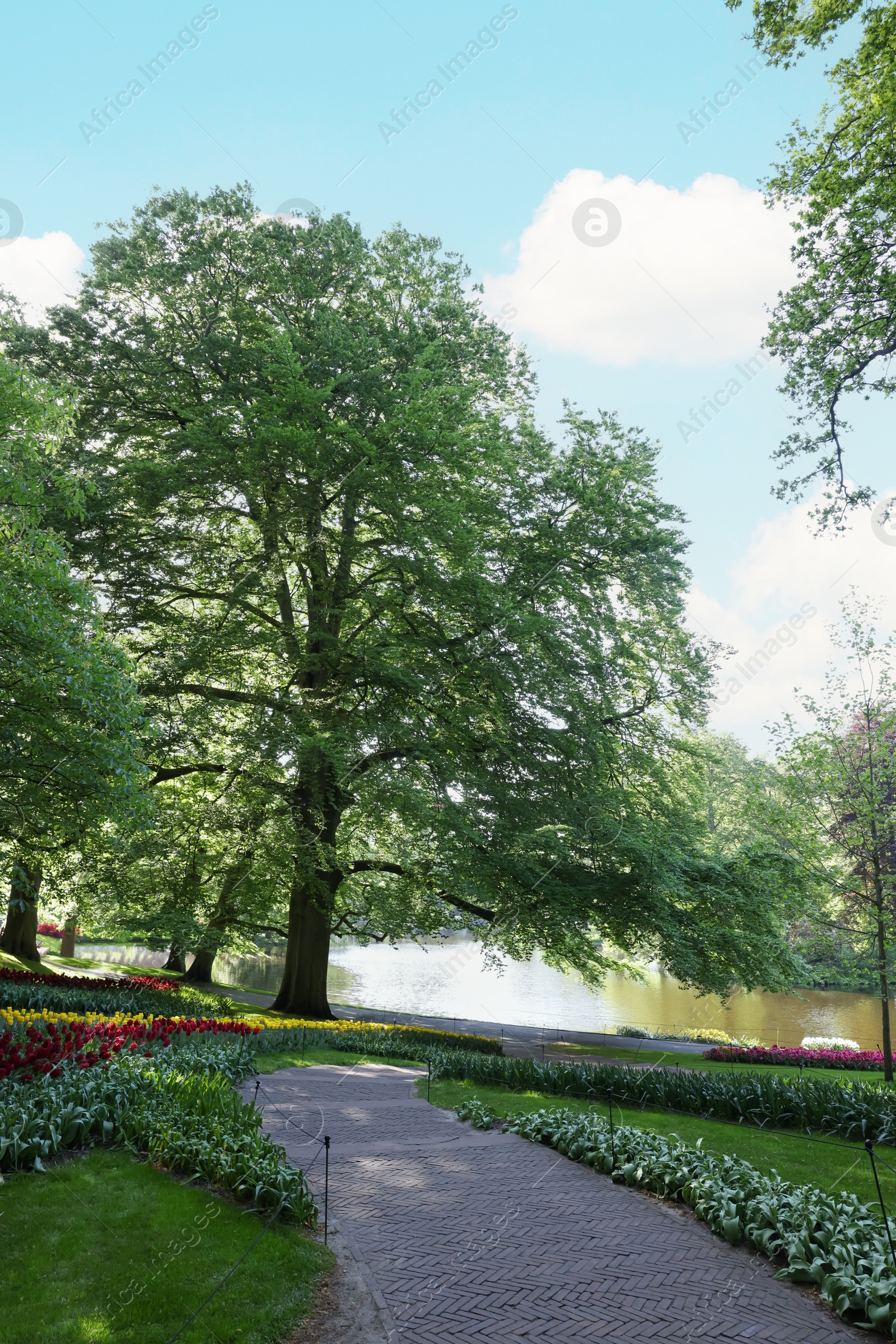 Photo of Pathway in park with green trees and beautiful flowers on sunny day. Spring season