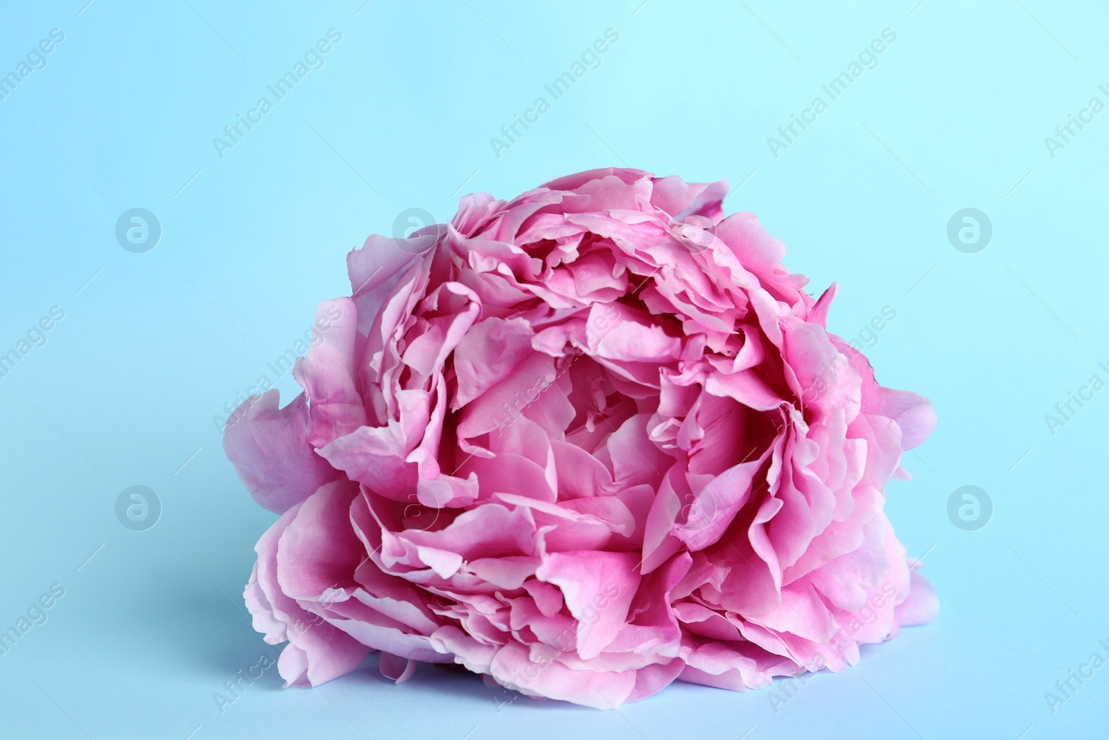 Photo of Beautiful pink peony flower on light blue background, closeup