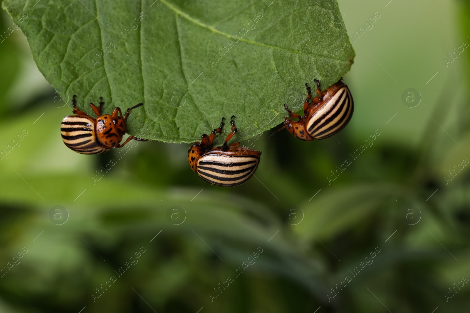 Photo of Colorado potato beetles on green leaf against blurred background, closeup. Space for text