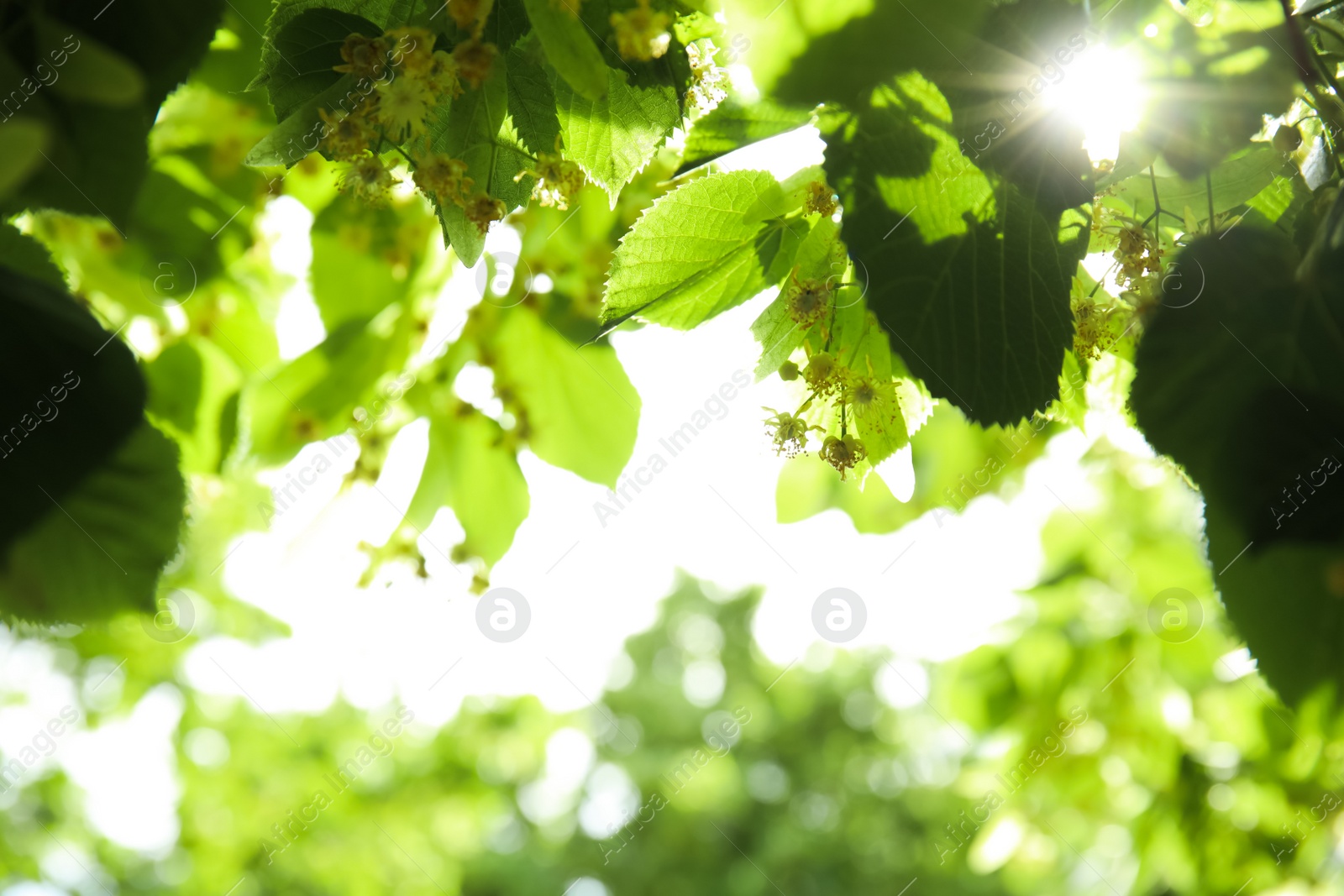 Photo of Closeup view of linden tree with fresh young green leaves and blossom outdoors on spring day