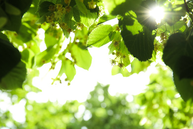 Photo of Closeup view of linden tree with fresh young green leaves and blossom outdoors on spring day