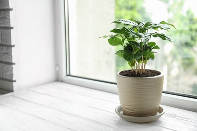 Photo of Fresh coffee plant with green leaves in pot on windowsill, space for text