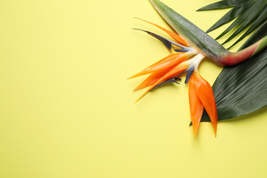 Photo of Flat lay composition with Bird of Paradise tropical flowers on yellow background, space for text