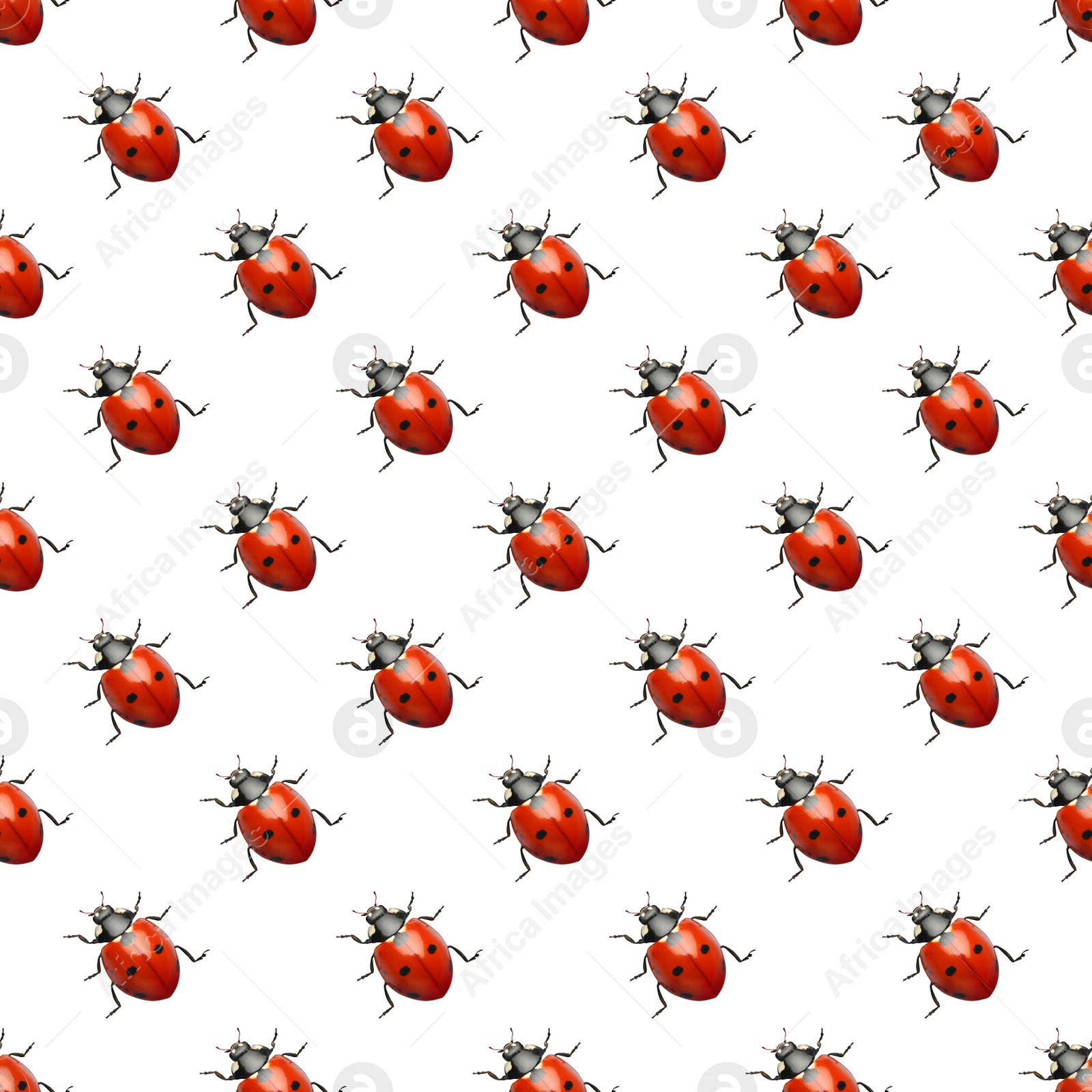 Image of Many red ladybugs on white background, top view