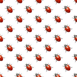 Image of Many red ladybugs on white background, top view