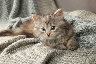 Cute kitten on knitted blanket. Baby animal