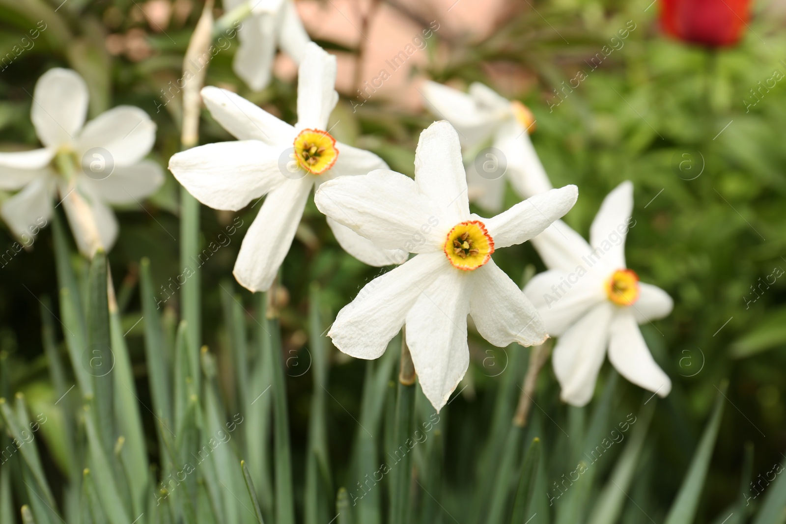 Photo of Beautiful white daffodils outdoors on spring day, closeup