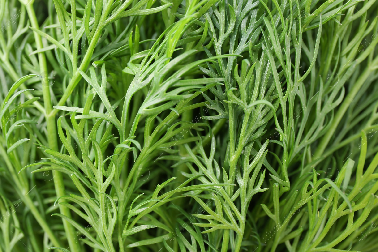 Photo of Sprigs of fresh dill as background, closeup view