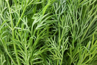 Photo of Sprigs of fresh dill as background, closeup view