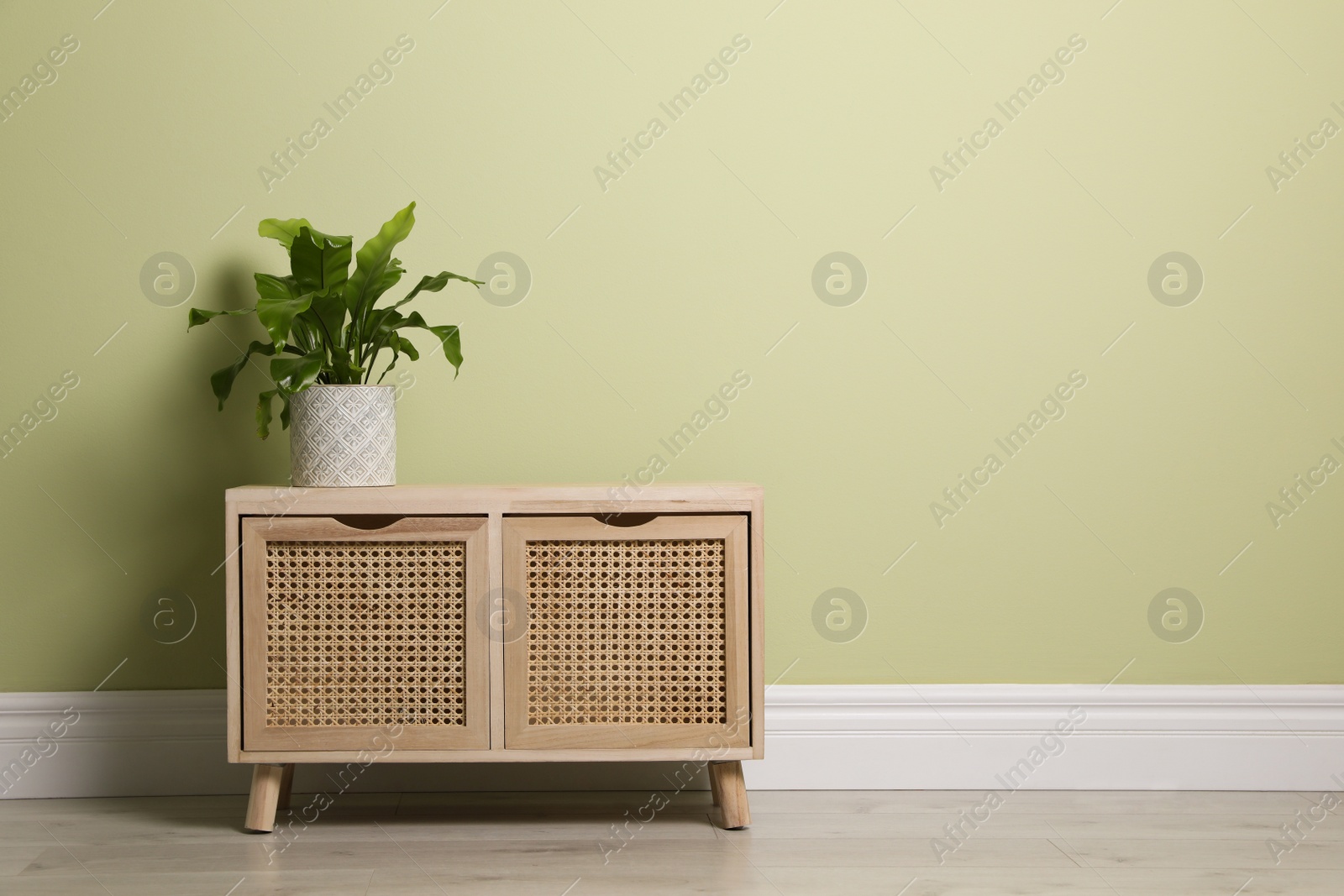 Photo of Beautiful houseplant on wooden chest of drawers near light green wall indoors. Space for text