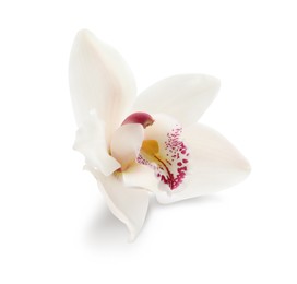 Beautiful tropical orchid flower isolated on white