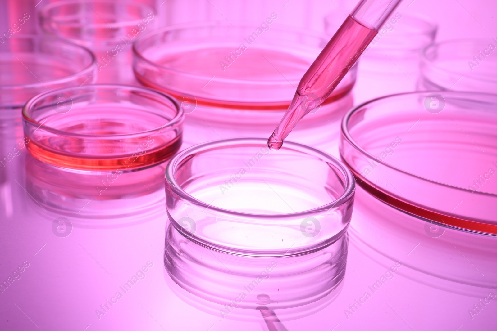 Photo of Dripping reagent into Petri dish with sample on table, toned in pink