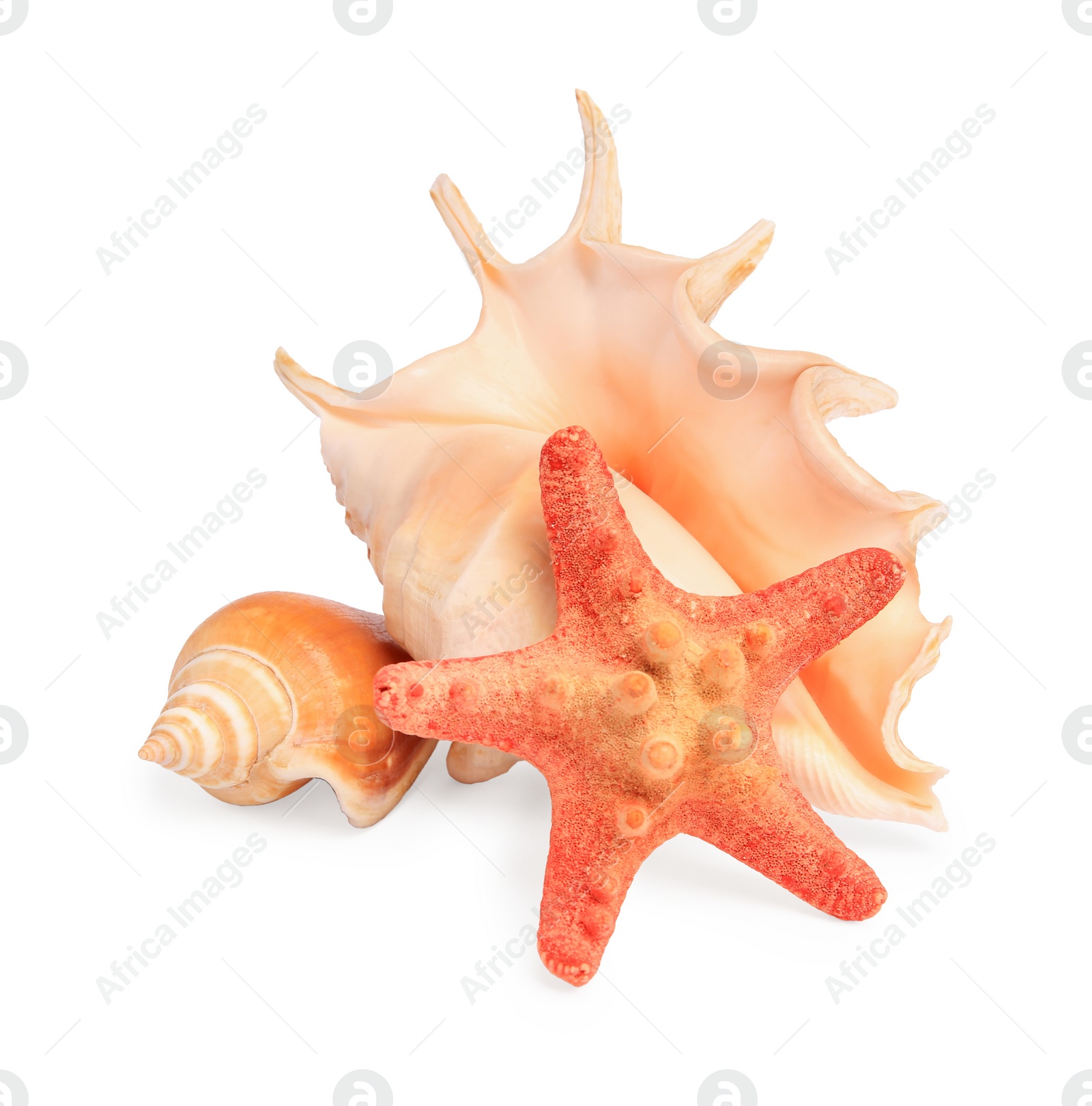 Photo of Beautiful sea star and seashells isolated on white