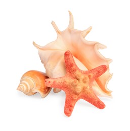 Beautiful sea star and seashells isolated on white