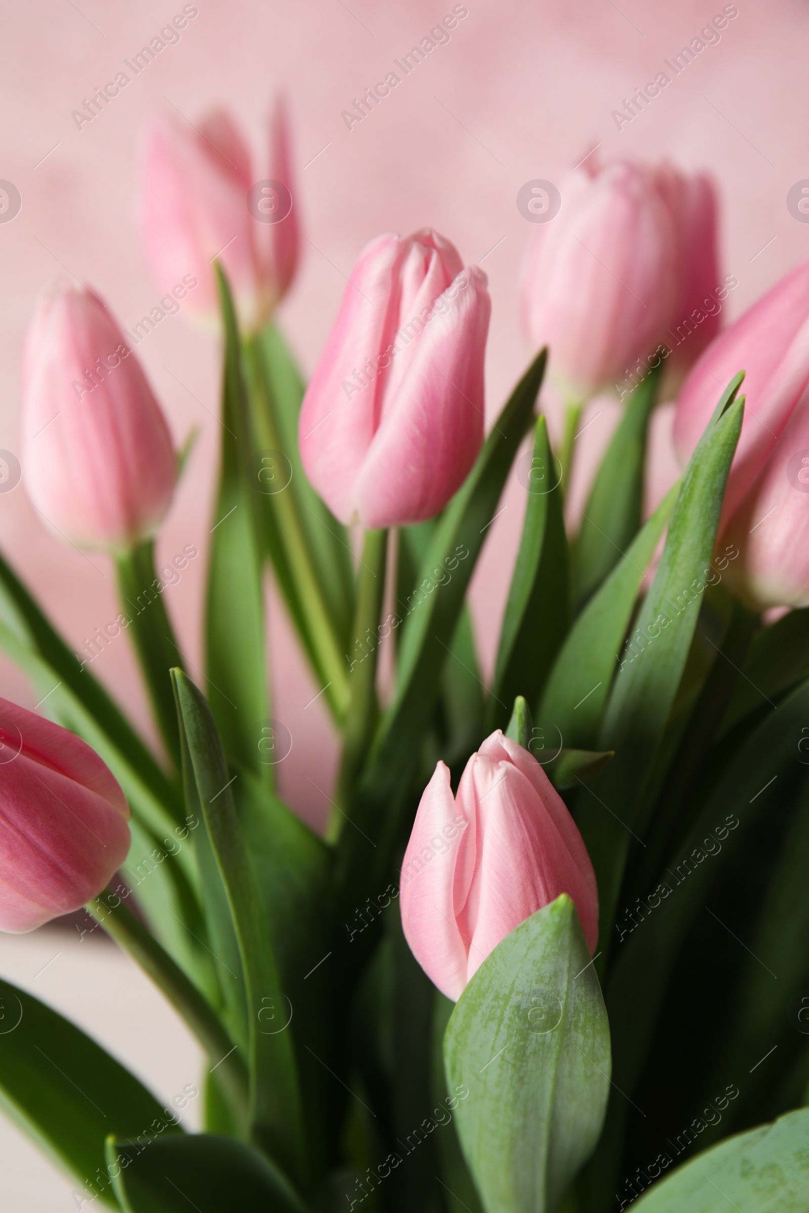 Photo of Bouquet of beautiful spring tulips on light pink background, closeup