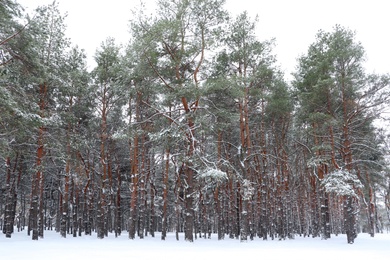 Photo of Picturesque view of beautiful forest covered with snow