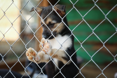 Photo of Cage with homeless dog in animal shelter. Concept of volunteering