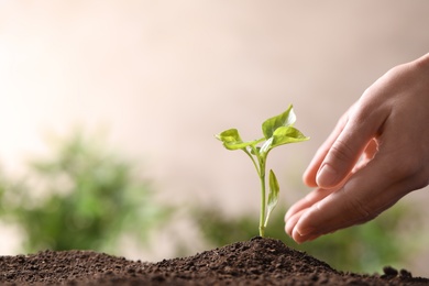 Photo of Woman protecting young seedling in soil on blurred background, closeup with space for text