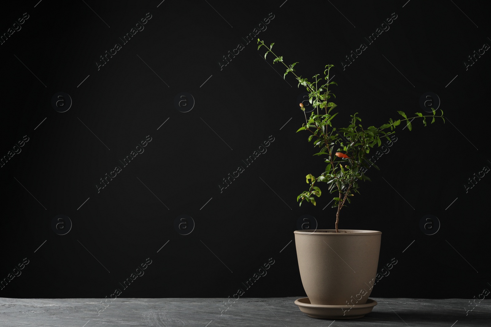 Photo of Pomegranate plant with green leaves in pot on grey table against black background, space for text