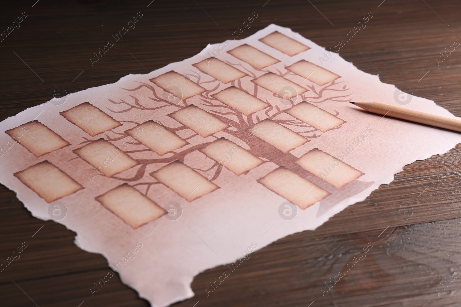 Photo of Blank family tree and pencil on wooden table