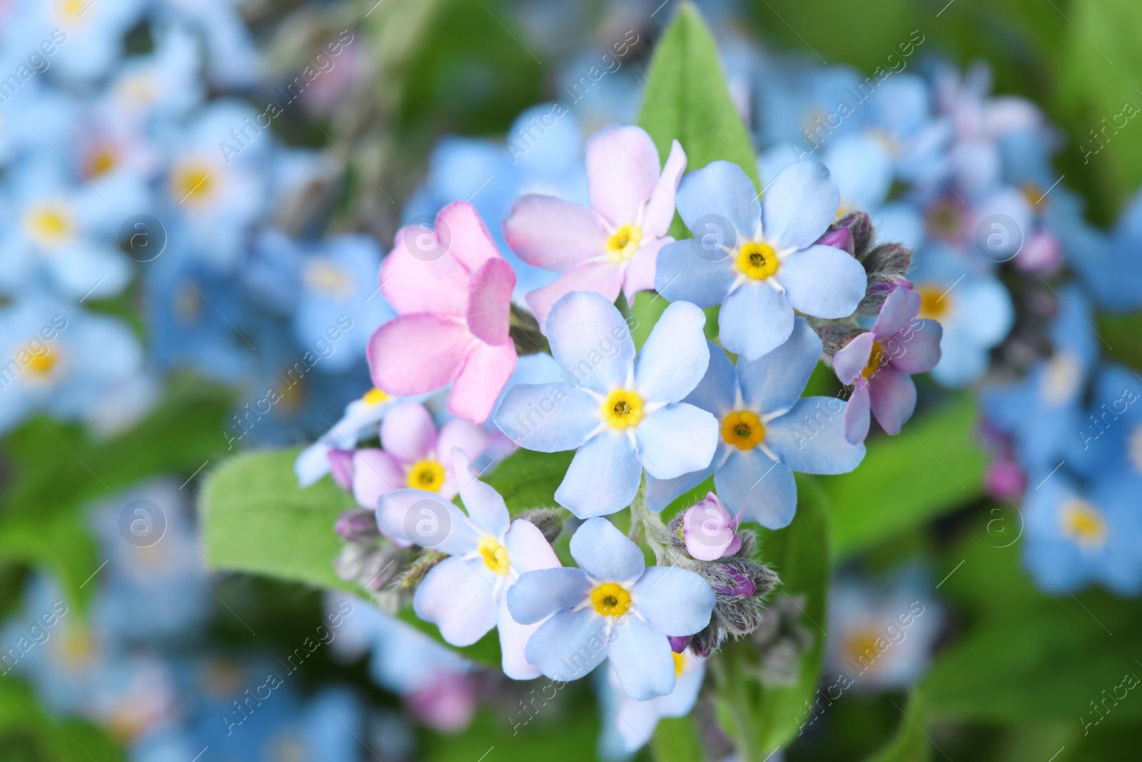 Photo of Amazing spring forget-me-not flowers as background, closeup view