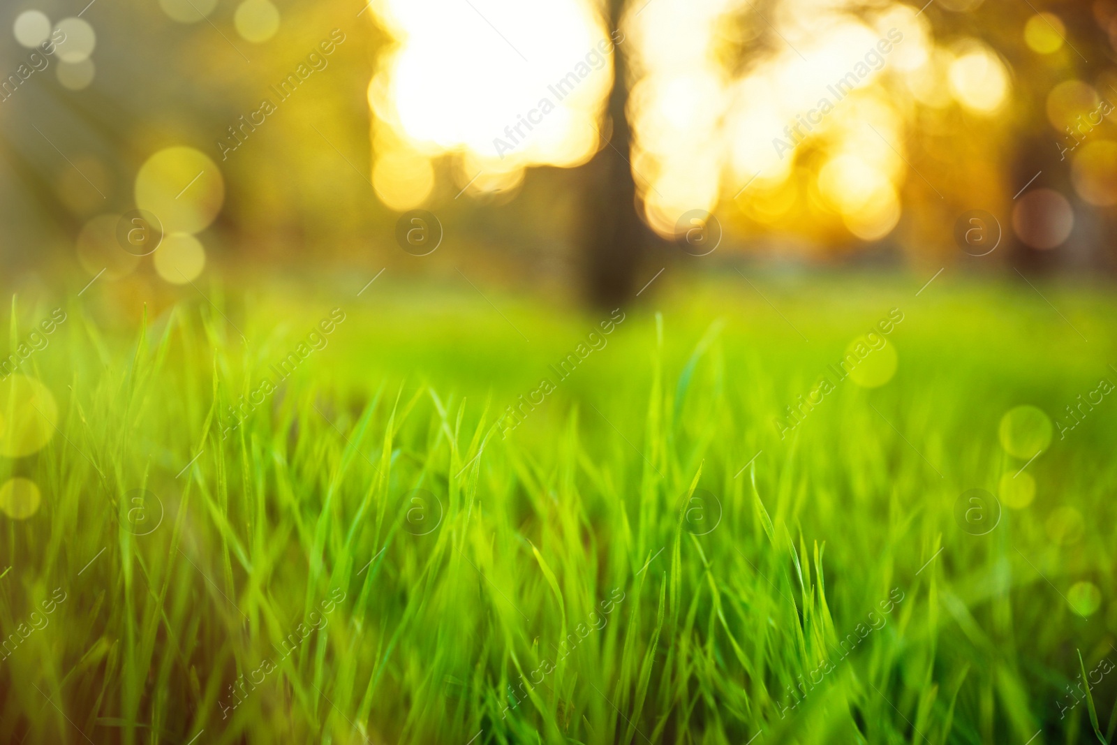 Image of Bright green spring grass in park. Bokeh effect