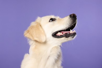 Photo of Cute Labrador Retriever showing tongue on violet background