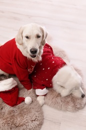 Cute dogs in warm sweaters on floor at home. Christmas celebration