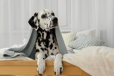 Photo of Adorable Dalmatian dog wrapped in blanket on bed indoors