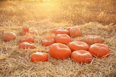 Ripe orange pumpkins among straw in field