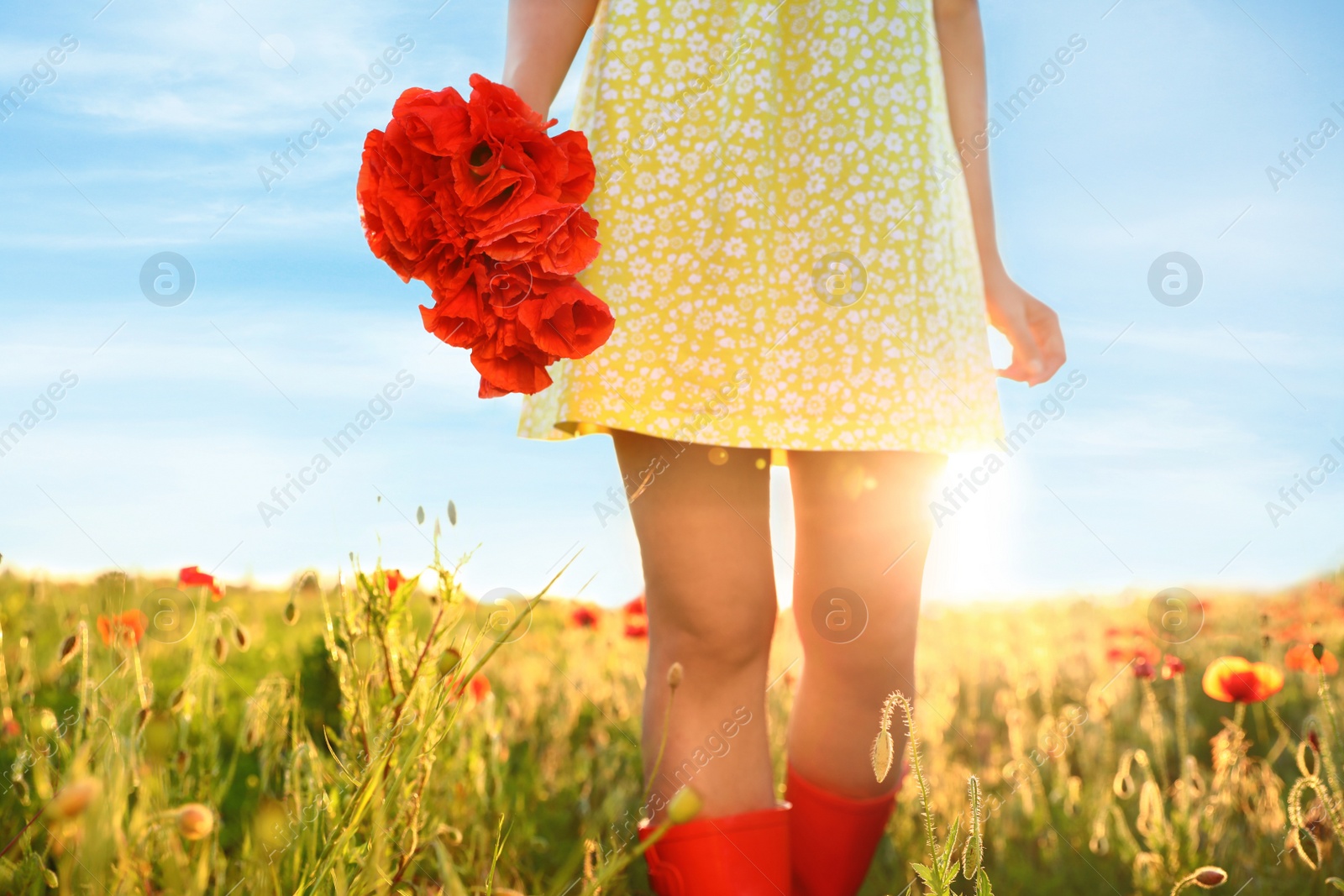 Photo of Woman with bouquet of poppies in sunlit field, closeup