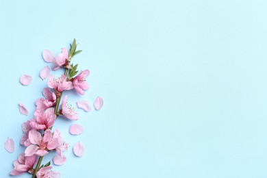 Photo of Beautiful sakura tree blossoms on light blue background, flat lay. Space for text