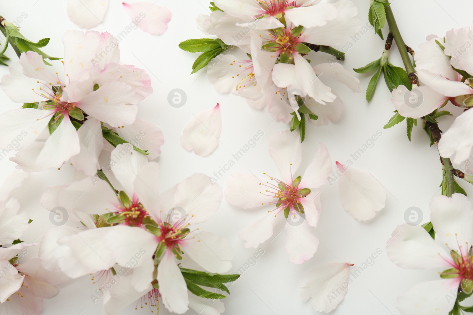 Photo of Spring tree branches with beautiful blossoms on white background, flat lay