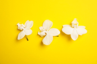 Beautiful tropical orchid flowers on color background, top view