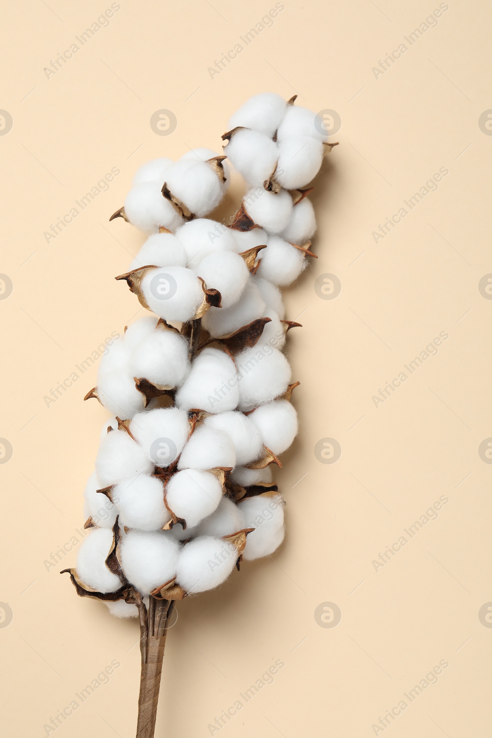 Photo of Beautiful cotton branch with fluffy flowers on beige background, top view