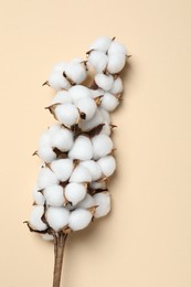 Beautiful cotton branch with fluffy flowers on beige background, top view