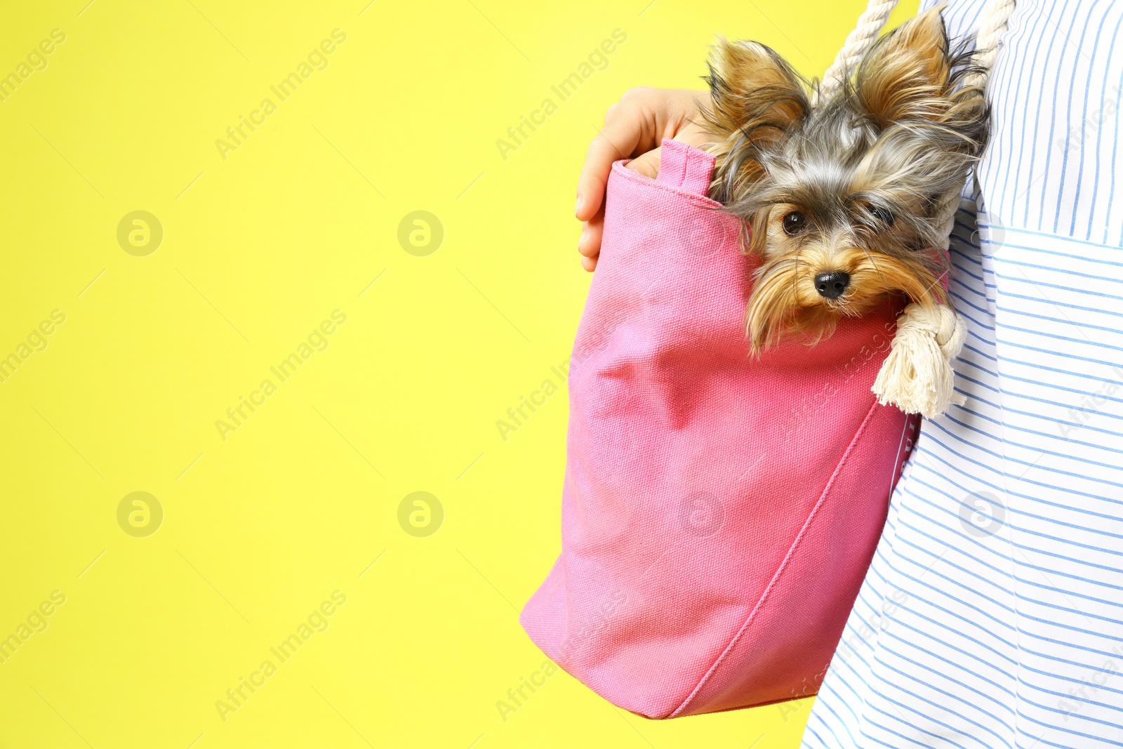 Photo of Woman holding pink bag with Adorable Yorkshire terrier on yellow background, space for text. Cute dog