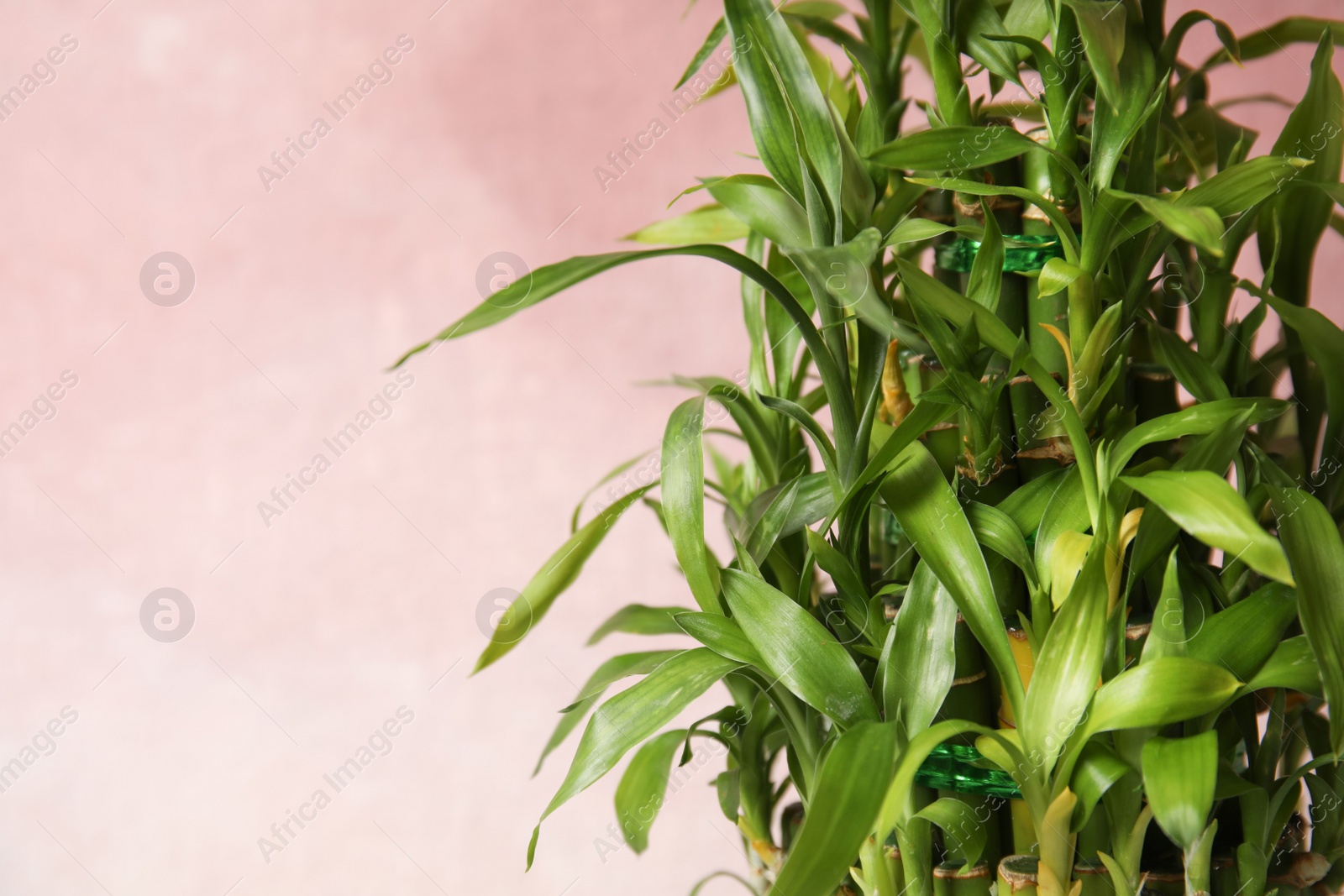 Photo of Green bamboo stems with leaves and space for text on color background