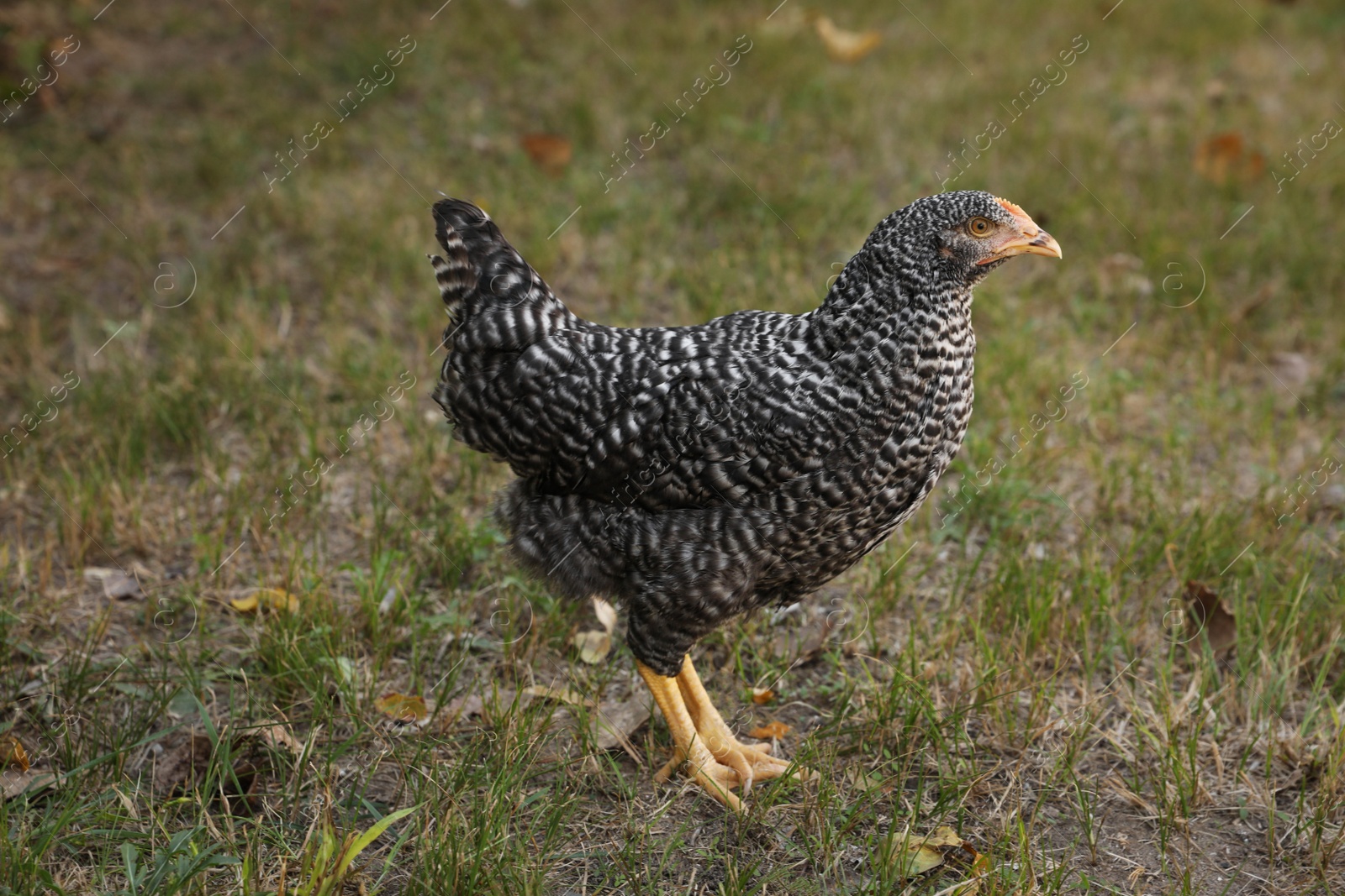 Photo of Beautiful chicken on green grass in farmyard. Domestic animal