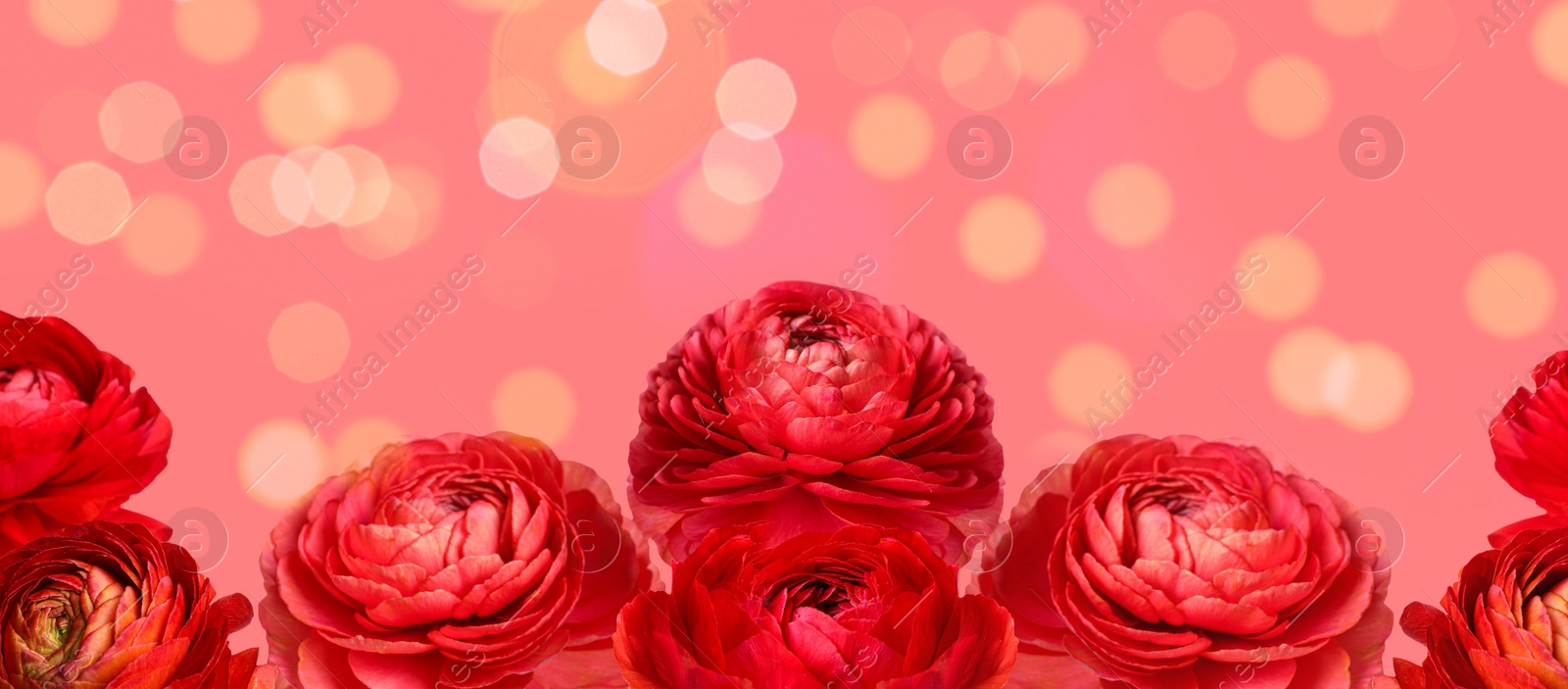 Image of Beautiful red ranunculus flowers on pink background. Banner design