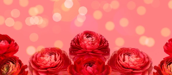 Image of Beautiful red ranunculus flowers on pink background. Banner design