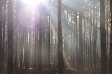 Photo of Majestic view of forest with sunbeams shining through trees in morning