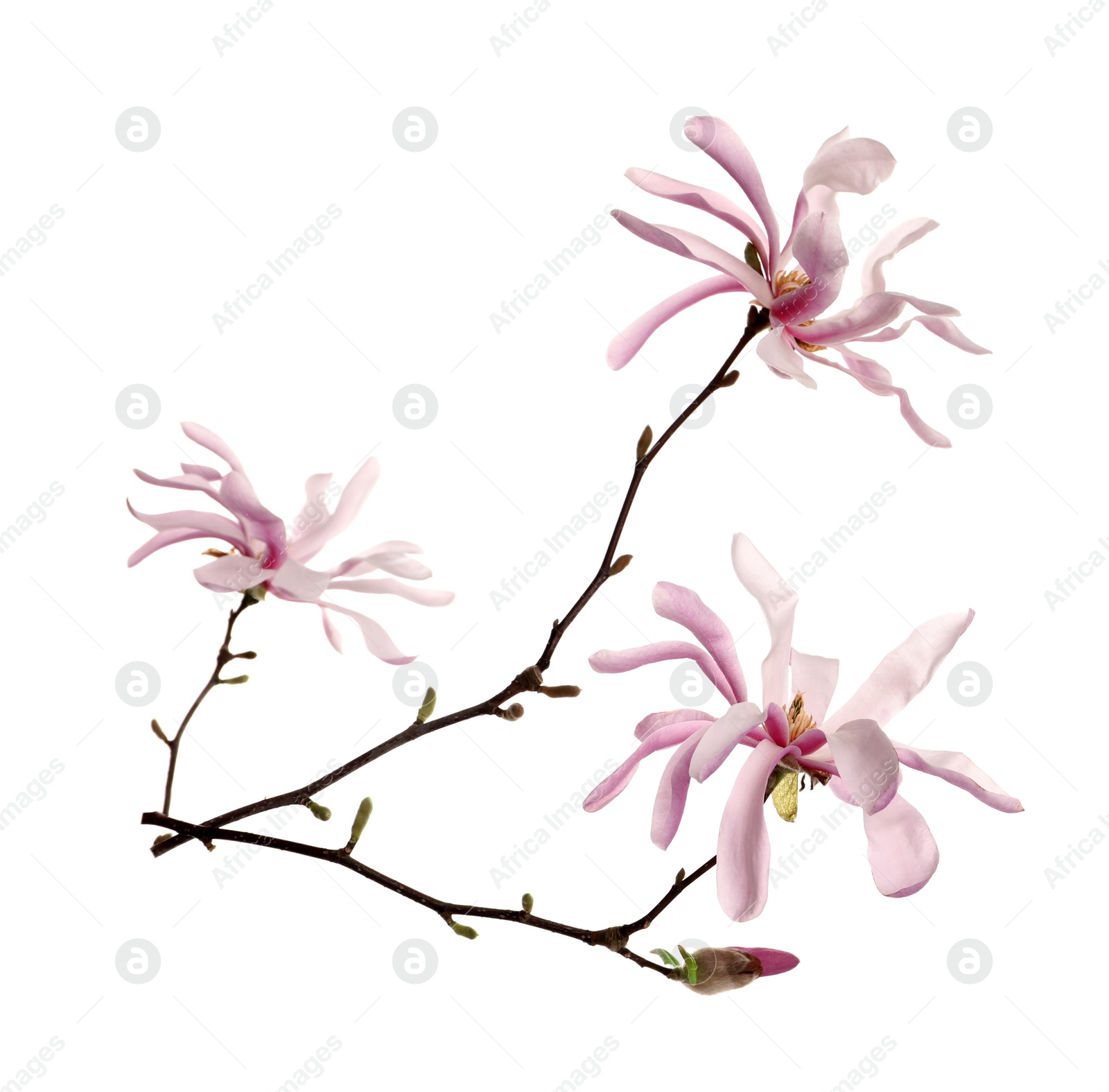 Photo of Magnolia tree branch with beautiful flowers isolated on white