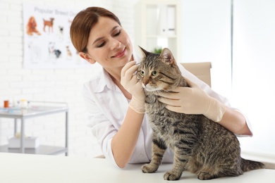 Photo of Professional veterinarian cleaning cat's ears in clinic