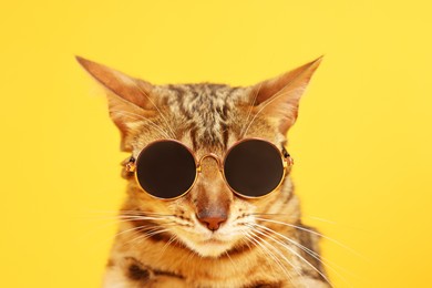 Cute Bengal cat in sunglasses on orange background, closeup