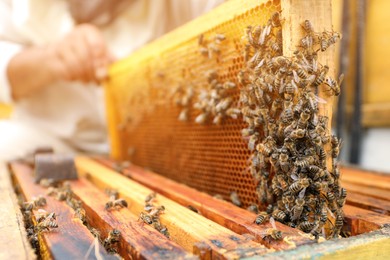 Beekeeper taking frame from hive at apiary, closeup. Harvesting honey