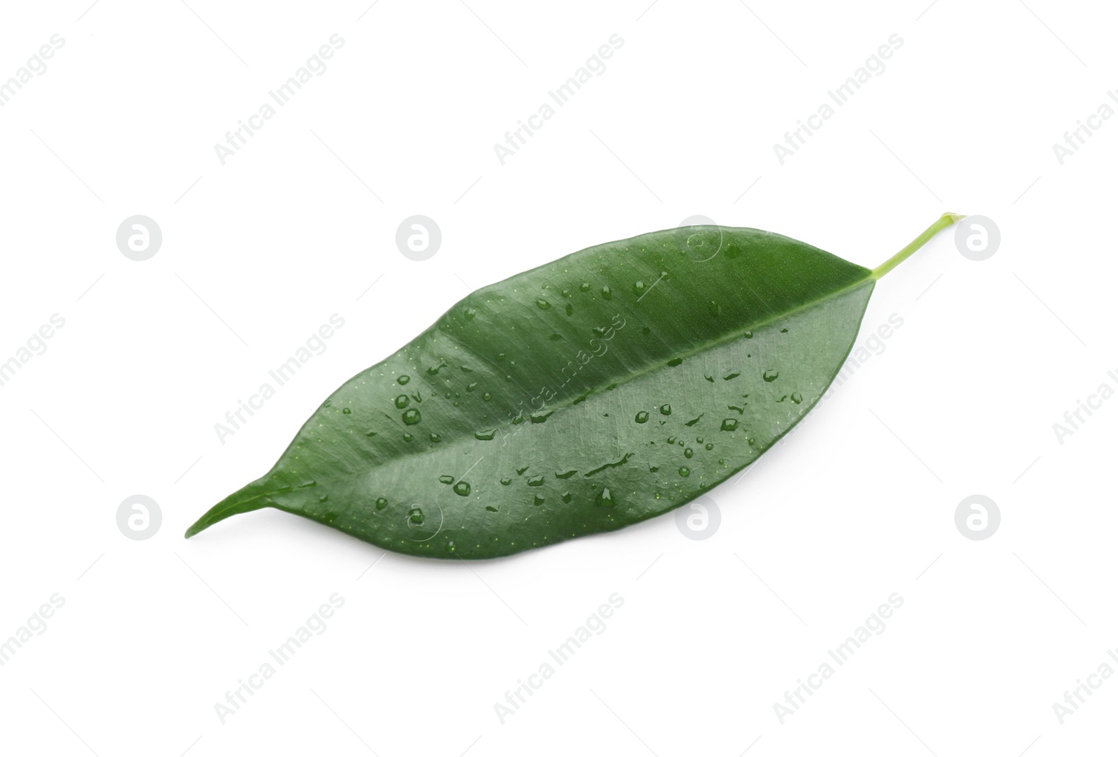 Photo of Fresh green ficus leaf on white background, top view