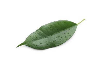 Photo of Fresh green ficus leaf on white background, top view